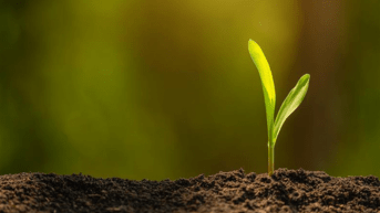 Mexico Renewable Energy: Green Shoots