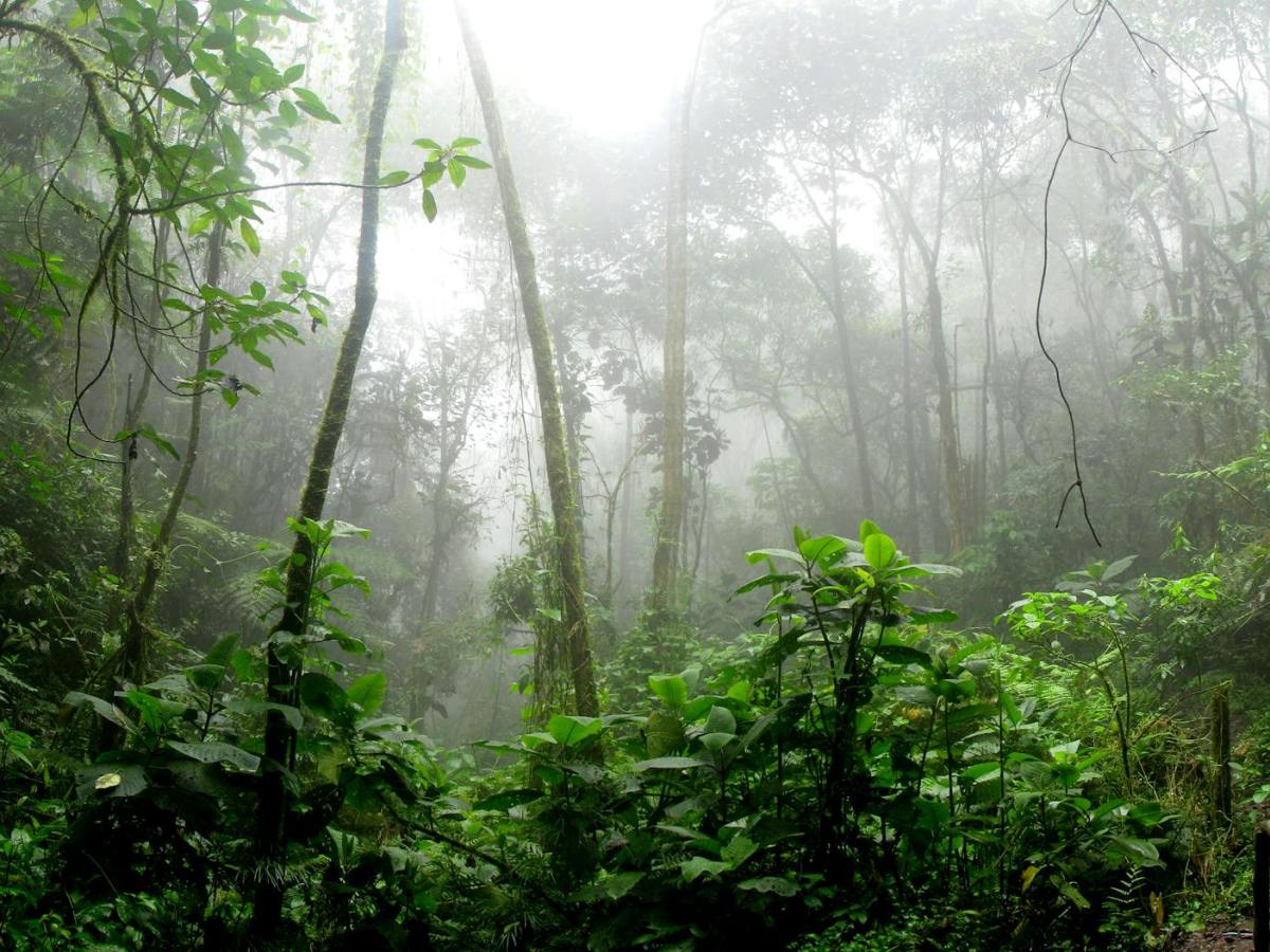 Davivienda, BBVA Colombia to sell more biodiversity bonds